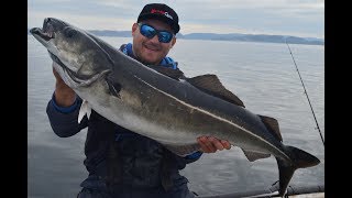 Coalfish fishing in Norway  This is HasvagCamp [upl. by Nirahs755]