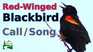 Redwinged blackbird call  song  sounds [upl. by Emmalee]