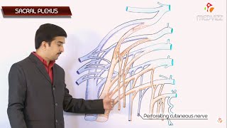 THE SACRAL PLEXUS Gross anatomy  Dr G Bhanu Prakash Usmle Animated Lectures [upl. by Akemrehs]