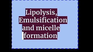 Lipolysis emulsification and micelle formation [upl. by Ecertak]