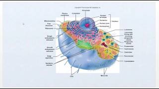 Pathophysiology  Intro Video Cell function review  Ch1 [upl. by Madancy]