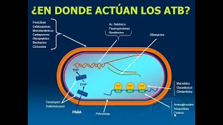 CLASE ANTIMICROBIANOS PRIMERA PARTE [upl. by Ayamat]