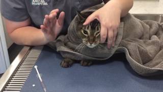 Veterinary Learning Series Giving Oral Medication To A Cat [upl. by Bolan]