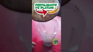 Truco de Fertilizante Casero Cáscaras de Plátano para Plantas Saludables [upl. by Atnwahsal]