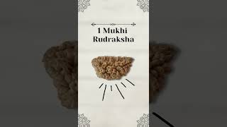 1 Mukhi Rudraksha Benefits  Ek Mukhi Rudraksha [upl. by Aidile]