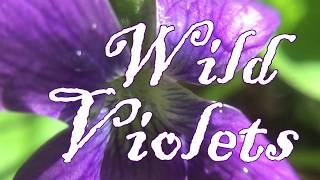 Wild Violets 🌸 Beautiful Edible Wildflowers [upl. by Anigar256]