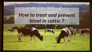 How to Treat and Prevent Bloat in Cattle [upl. by Liamaj]