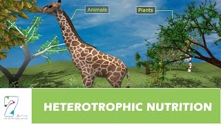 HETEROTROPHIC NUTRITION [upl. by Anaeel]