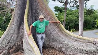 In the Garden with Dewey The Kapok Tree Ceiba pentandra [upl. by Ahteral177]