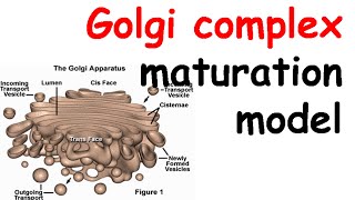 Golgi complex structure and function  Golgi apparatus structure [upl. by Ecnal]