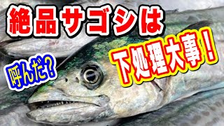 サゴシさばき方 サゴシ料理【塩焼き寿司】サゴシ捌き方から塩焼き、寿司まで調理します [upl. by Notyep]