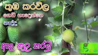 144 ගෙවත්තේ තුඹ කරවිල වගාව සහ පරාගනය how to thumba karawila sri lanka [upl. by Brear]