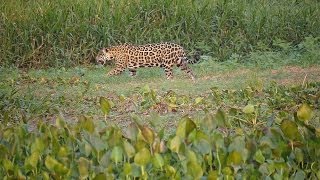 Jaguar Panthera onca palustris [upl. by Lajet840]