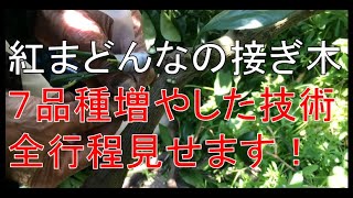 【みかん農家60年】みかんの接ぎ木の方法 【高級紅まどんな】 [upl. by Malkin]