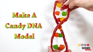 Make A Candy DNA Model  STEM Activity [upl. by Ariajay275]