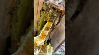 Saw Off A Piece Of Wood From Tree To Get Wild Honey Inside [upl. by Enair210]