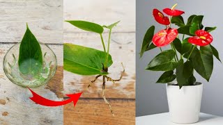 Just Single leaf to grow Anthurium plant  How to grow Anthurium plant [upl. by Otilrac624]