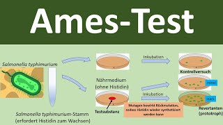 Ames Test zum Nachweis mutagener Substanzen Biologie Oberstufe [upl. by Ignatzia30]