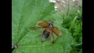 Melolontha melolontha  Feldmaikäfer  Cockchafer [upl. by Mouldon]