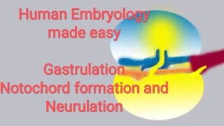 Human Embryology made easy Gastrulation notochord formation and neurulation [upl. by Leandra55]