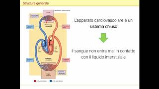 Apparato cardiocircolatorio cuore e circolazione [upl. by Killoran]