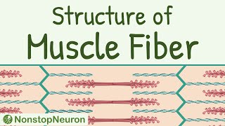 MCQs on Muscle Contraction  Skeletal System Most Important questions [upl. by Stoller]