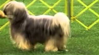 Tibetan Terrier  Chapter 1 [upl. by Reeve]