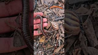 Hunting And Finding Millipedes In Dry Leaf Bushes shorts shortvideo viralvideo [upl. by Drofyar]