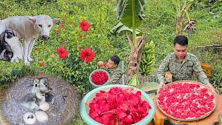 Harvest hibiscus flowers to make tea care for orange trees and spray fertilizer for orange trees [upl. by Walsh]