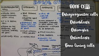 Bone cells  Osteoprogenitor cells  Osteoblasts  Osteocytes  Osteoclasts  Bone lining cells [upl. by Yasui444]