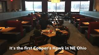 Coopers Hawk [upl. by Eibob286]