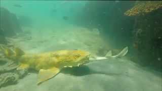 Wobbegong Shark VS Eastern Shovelnose Ray at Moreton Island [upl. by Madra]