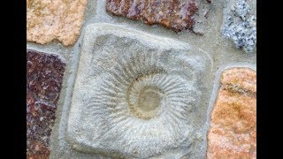 AliceART Gartenweg selber machen mit selbst gegossenen Steinen Garden Path with selfcasted Stones [upl. by Avehs942]