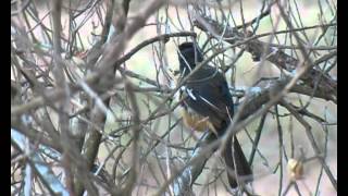 Southern Africa Birds Southern Boubou call in Hluhluwe [upl. by Grider]