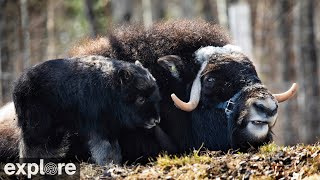 Musk Ox Camera at the University of Alaska Fairbanks powered by EXPLOREorg [upl. by Britt]