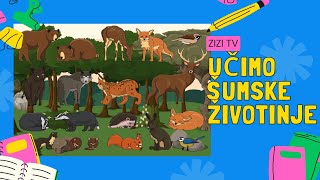 Učimo životinje  ŠUMA  ZIZI tv  edukativni crtići za djecu  Zvukovi životinja [upl. by Benis]