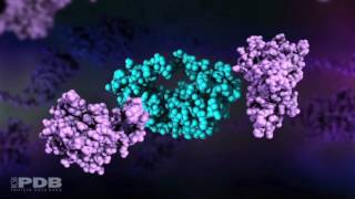 HIV Protease Action [upl. by Docilu]