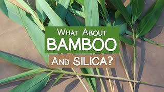 What About Bamboo Is It a Good Source of Silica [upl. by Thorpe996]