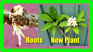 How To Grow Frangipani In Water Plumerias Cutting Propagation In Water [upl. by Emilia]