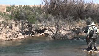 Big Brown Trout Caught with a Sow Bug Fly at Strawberry River [upl. by Sorvats]