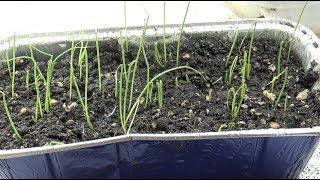 ONION SEED  PLANTING HOW TO DO IT OAG 2018 [upl. by Neomah]