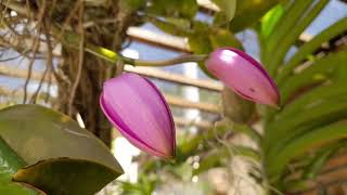 🔴 ENCYCLIASMESQUITAEMAXILLARIA TENUIFOLIA [upl. by Lewie]