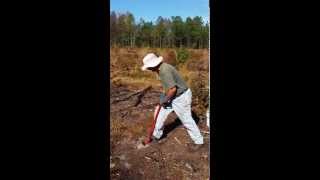 Planting Long Leaf Pine [upl. by Airrat810]