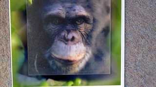 3D integral image Chimp [upl. by Pitzer]