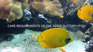 Addis Butterflyfish care Chaetodon semilarvatus [upl. by Oehsen29]