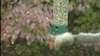 Yankee Flipper Squirrel Proof Birdfeeder [upl. by Hochman]