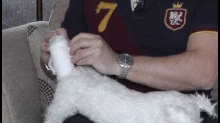 Dog first aid Emergency tail bandaging [upl. by Phylys]