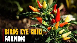 Birds Eye Chili Farming  Thai Chilli Pepper Farming [upl. by Mendez]