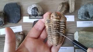 TP Paléontologie L2  Les Trilobites par Mme RuaultDjerrab [upl. by Fadas]