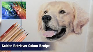 Which Coloured Pencils to Use When Drawing a Golden Retriever  Colour Recipe [upl. by Ibok]